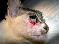 Plastika tk�n�. Pr�b�h a v�sledek po prvn�m ze t�ech z�krok�.